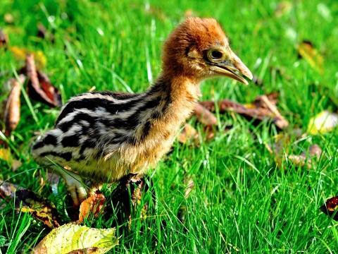 Foto: ZOO a zámek Zlín - Lešná