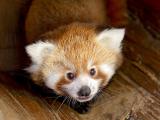 Foto: Facebook/ZOO a zámek Zlín - Lešná