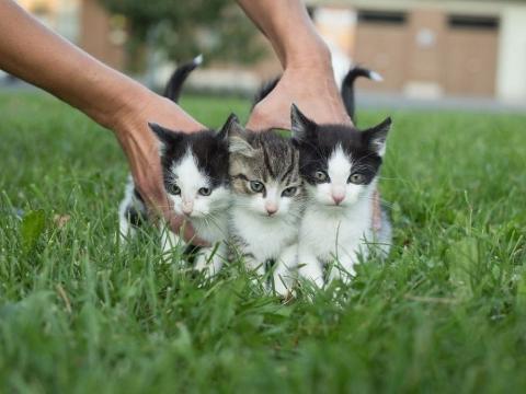 Ilustrační foto (Foto: MěÚ Zlín)