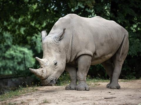 Ilustrační foto (Foto: Archiv ZOO Zlín)
