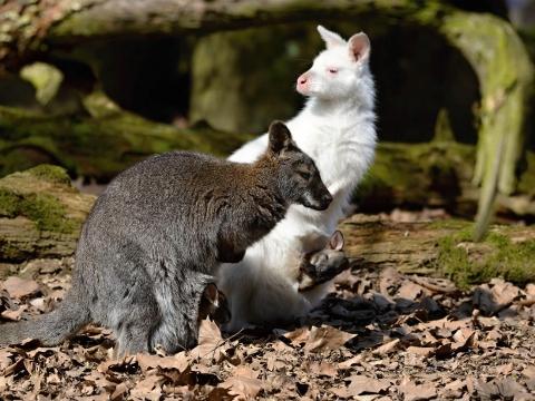 Foto: Archiv ZOO Zlín