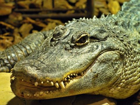 Ilustrační foto (Foto: ZOO a zámek Zlín - Lešná)