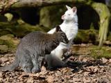 Foto: Archiv ZOO Zlín