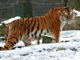 Ilustrační foto (Foto: ZOO a zámek Zlín - Lešná)