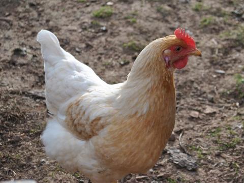 Ilustrační foto (Foto: Pixabay)