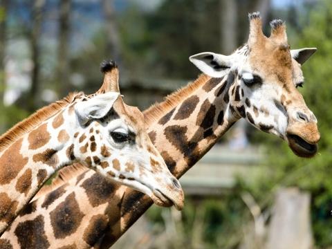 Ilustrační foto (Foto: ZOO a zámek Zlín - Lešná)