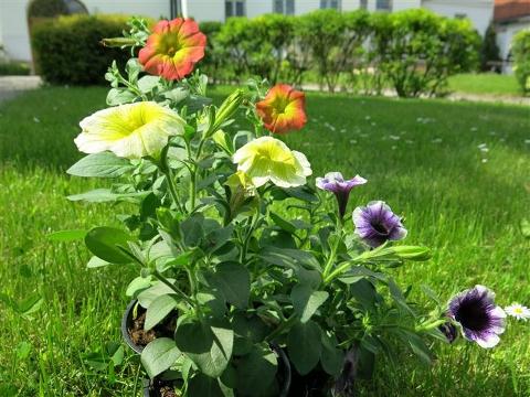 Ilustrační foto (Foto: MěÚ Valašské Klobouky)