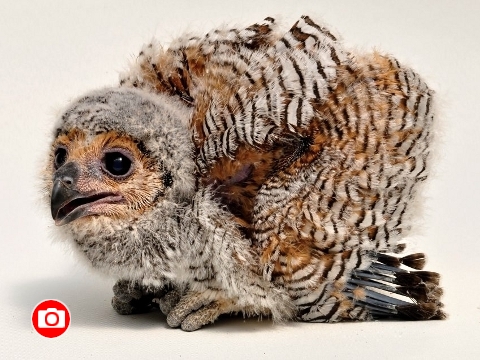 Foto: Archiv ZOO Zlín