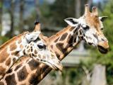 Ilustrační foto (Foto: ZOO a zámek Zlín - Lešná)