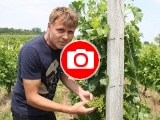 Vít Soják ve vinohradě (Foto: Zlin.cz)