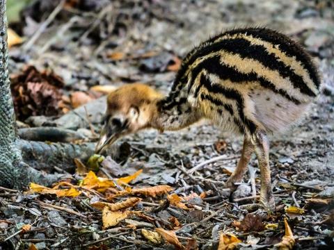 Foto: Archiv ZOO Zlín