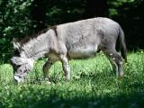 foto: archiv Zoo Zlín
