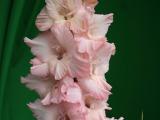 foto: Hortus Magicus