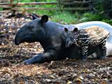foto: archiv Zoo Zlín