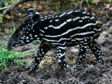 foto: archiv Zoo Zlín