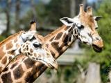 Ilustrační foto (Foto: Archiv ZOO Zlín)