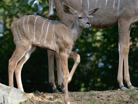 Třetí mládě kudu velkého (Foto: Archiv ZOO Zlín)