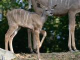 Třetí mládě kudu velkého (Foto: Archiv ZOO Zlín)