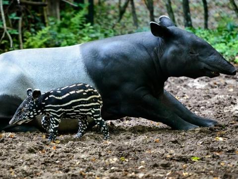 Ilustrační foto (Foto: Archiv ZOO Zlín)