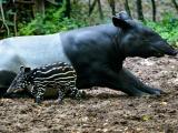 Ilustrační foto (Foto: Archiv ZOO Zlín)