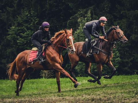 Den otevřených stájí ve Velkých Karlovicích (Foto: Ondřej Carda)