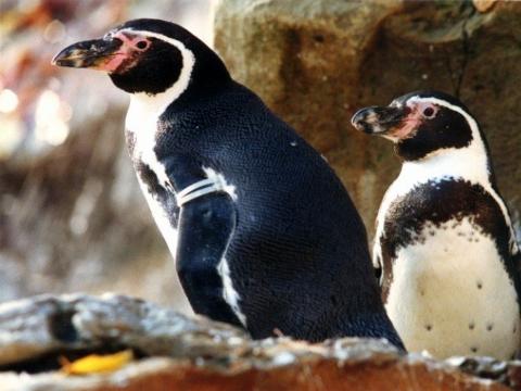 Foto: Archiv ZOO Zlín