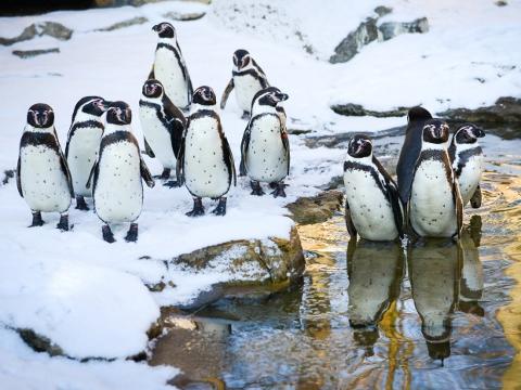 Ilustrační foto (Foto: Archiv ZOO Zlín)