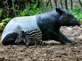 Tapír čabrakový (Foto: Archiv ZOO Zlín)