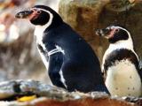 Foto: Archiv ZOO Zlín