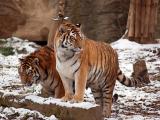Ilustrační foto (Foto: Archiv ZOO Zlín)