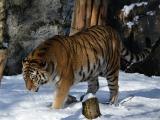 Foto: Archiv ZOO Zlín