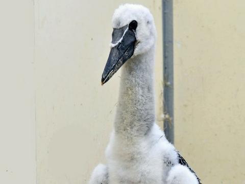 Foto: Archiv ZOO Zlín