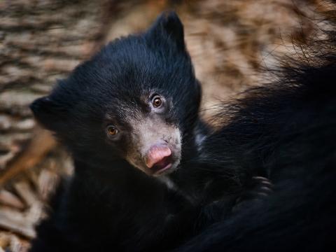 Foto: Archiv ZOO Zlín