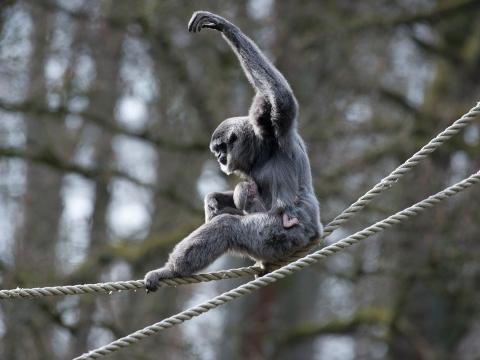 Foto: Archiv ZOO Zlín