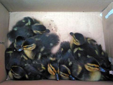 Foto: Městská policie Zlín