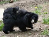 foto: Archiv Zoo Zlín