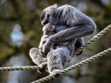 Foto: Archiv ZOO Zlín