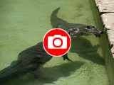 Foto: Archiv ZOO Zlín