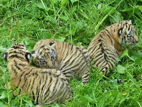 foto: archiv Zoo Zlín
