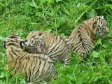 foto: archiv Zoo Zlín