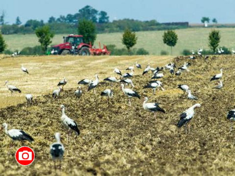 Foto: Zlin.cz, Jiří Sviečka, Birds.cz