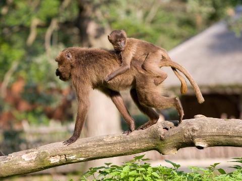 Foto: Archiv ZOO Zlín