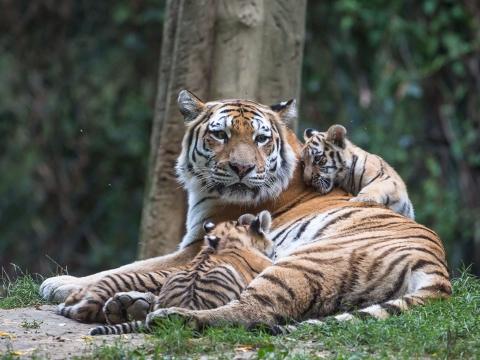 Foto: Archiv ZOO Zlín