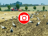Foto: Zlin.cz, Jiří Sviečka, Birds.cz