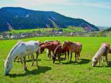 Foto: CCRVM