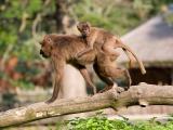 Foto: Archiv ZOO Zlín