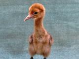 Foto: Archiv ZOO Zlín