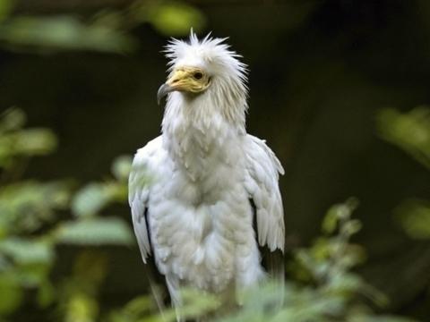 Foto: Archiv ZOO Zlín