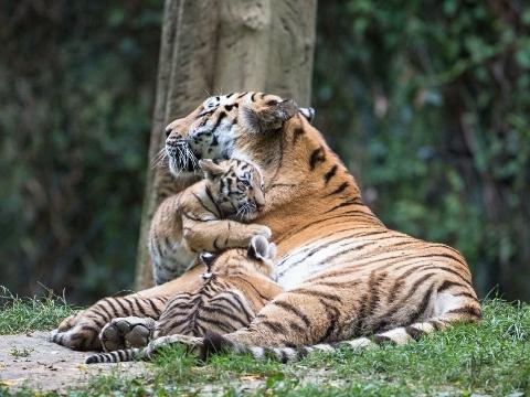 Foto: Archiv ZOO Zlín