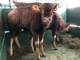 Foto: Archiv ZOO Zlín
